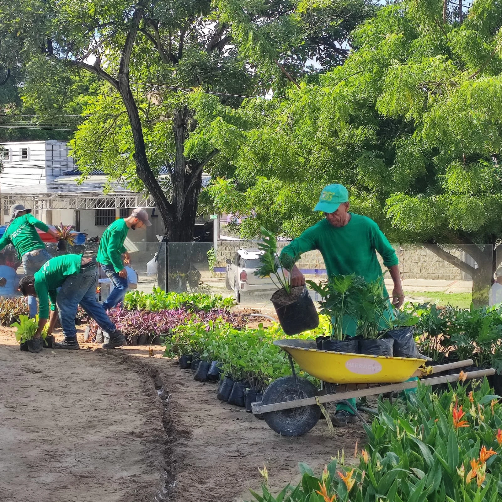 Trinitarias y plantas tropicales resistentes al calor en Barranquilla