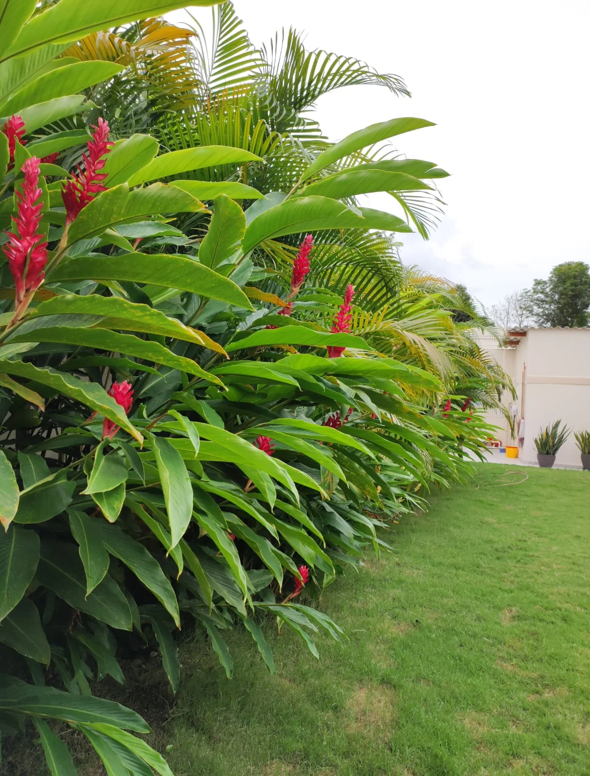 Cerramiento vegetal perimetral con gingers rojos en flor y palmas Areca por Jardines & Rocas