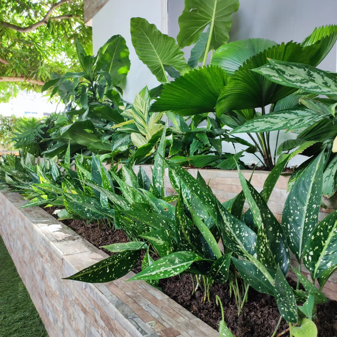 Jardinera escalonada revestida en piedra natural con Aglaonemas variegadas, Licuala y Alocasia