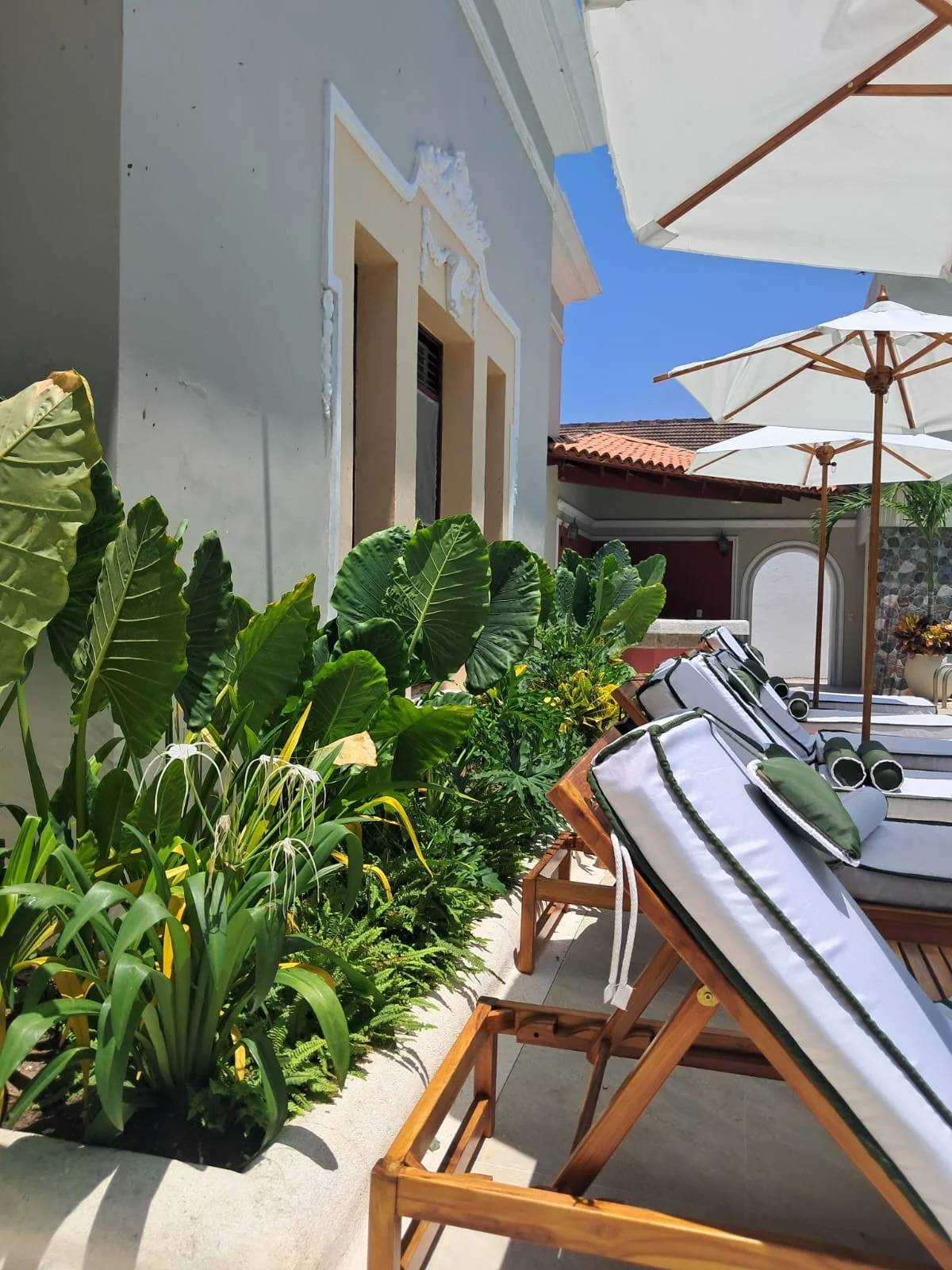 Solarium con asoleadoras de madera, sombrillas y jardinera tropical en Hotel Majestic Barranquilla