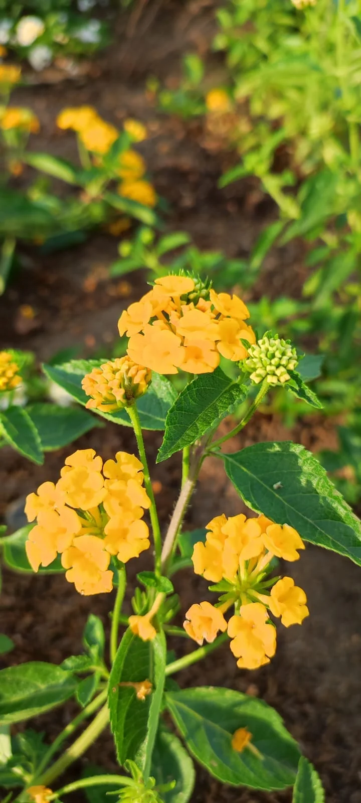 Detalle de floración de Lantana camara amarilla en lecho mineral