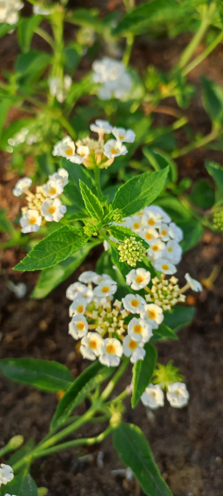 Detalle botánico de inflorescencias de Lantana camara blanca