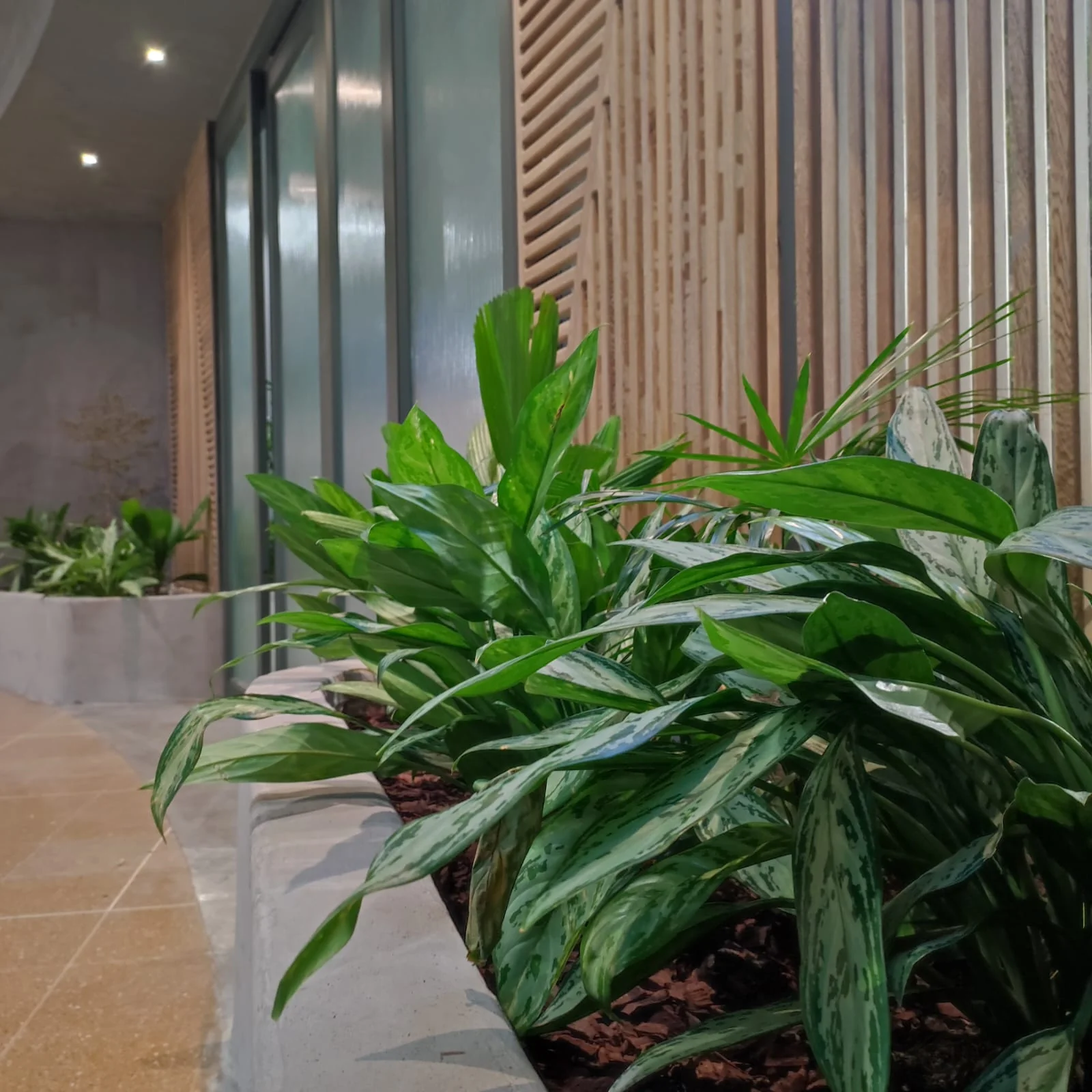 Jardinera longitudinal de Aglaonemas plateadas junto a celosías de madera arquitectónica