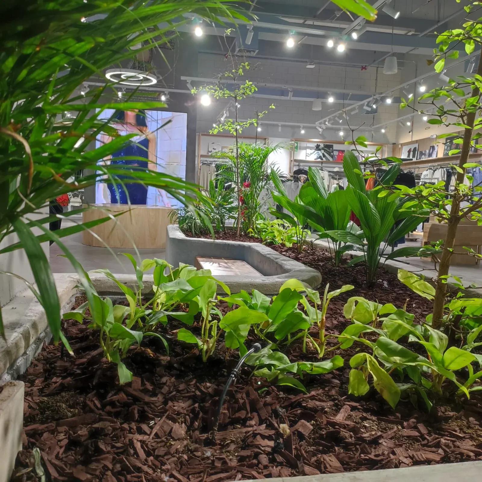 Perspectiva interior de la tienda con jardineras continuas de concreto, árboles y mulch de pino