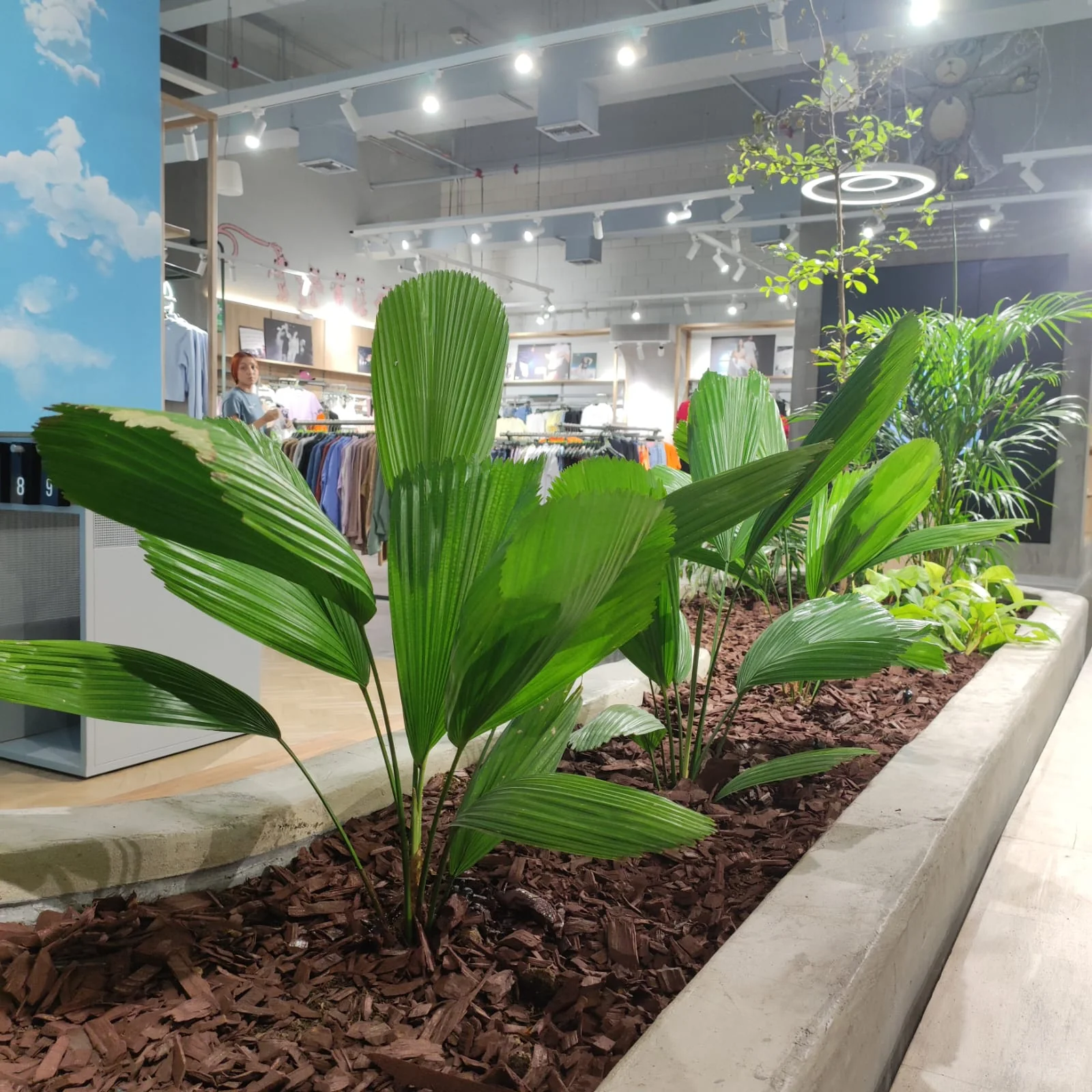 Jardinera central con palmas Licuala grandis y lecho de corteza de pino entre pasillos de compra