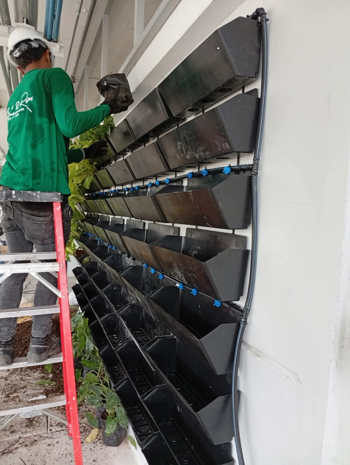 Técnico especialista de Jardines & Rocas en proceso de montaje y siembra de jardín vertical vivo