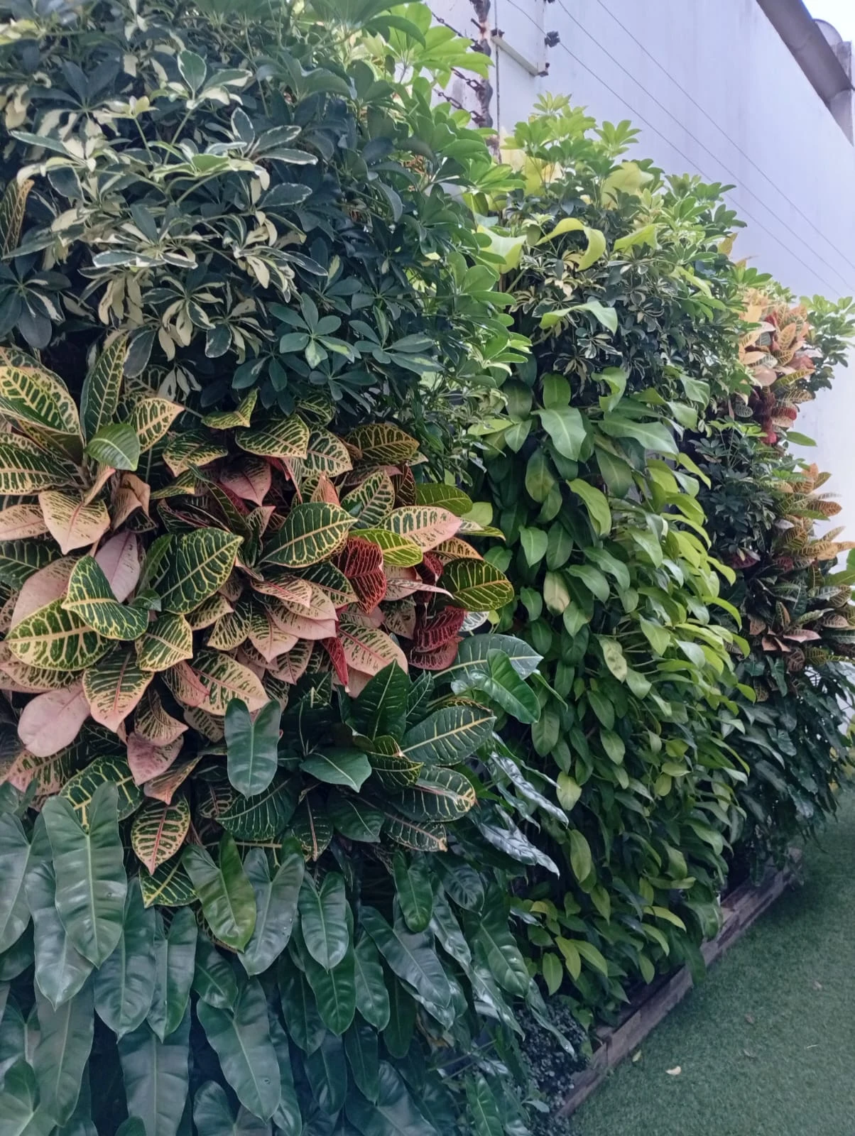 Jardín vertical perimetral en terraza residencial con filodendros, crotones y chefleras por Jardines & Rocas